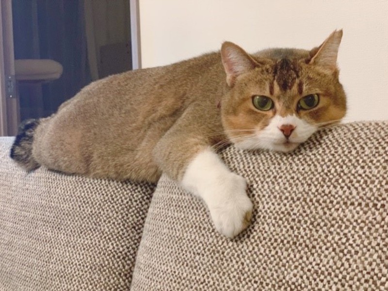 こんな姿をずっと見ていたい（オキエイコさん提供）