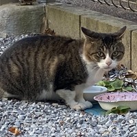 お外時代、ごはんを食べる喜次郎くん（画像提供：茶トラ猫のニャン太とキジシロの喜次郎さん）