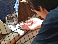 お迎え当初、ママと握手するポポくん（画像提供：YuuuuJtny-Kさん）