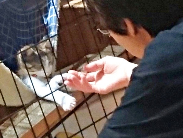 お迎え当初、ママと握手するポポくん（画像提供：YuuuuJtny-Kさん）