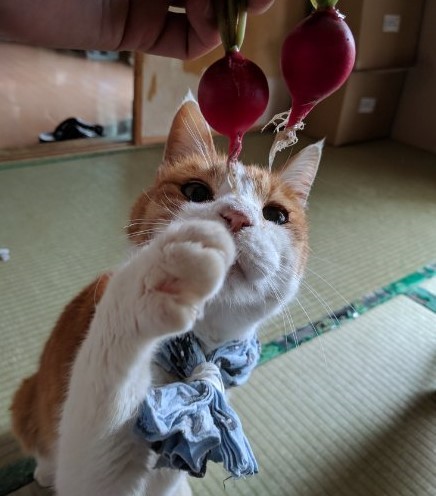 ぷりんちゃん、もう家出しちゃダメだよ！