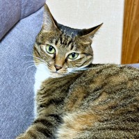 おうちの「お姫様」になったみとんちゃん（画像提供：しじみとんさん）