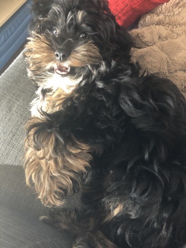 全盲のプードルちゃん。クリクリの毛並みがかわいらしい