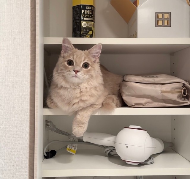 洗面台の棚にもスッポリ入っちゃいます（画像提供：きなこくん）