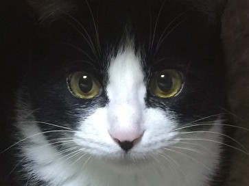 「りすお」にゾッコン？！　乙女な猫「うなぎ」の幸せの瞬間