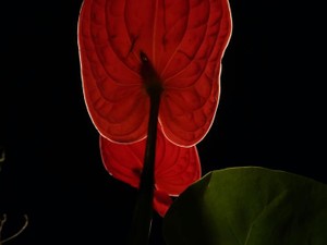 誰かに「いいね」される言葉でないと、発言してはいけないのだろうか