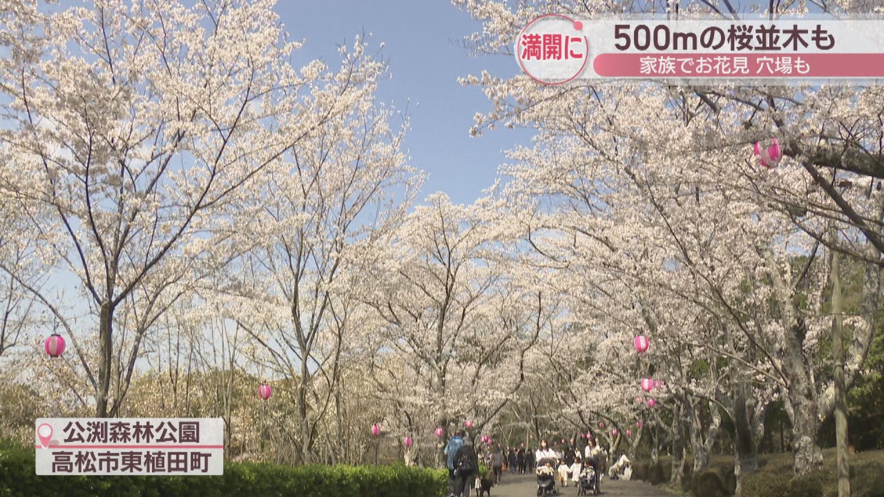 公渕森林公園で桜が満開に 500ｍの桜並木も 4月2日には4年ぶりに