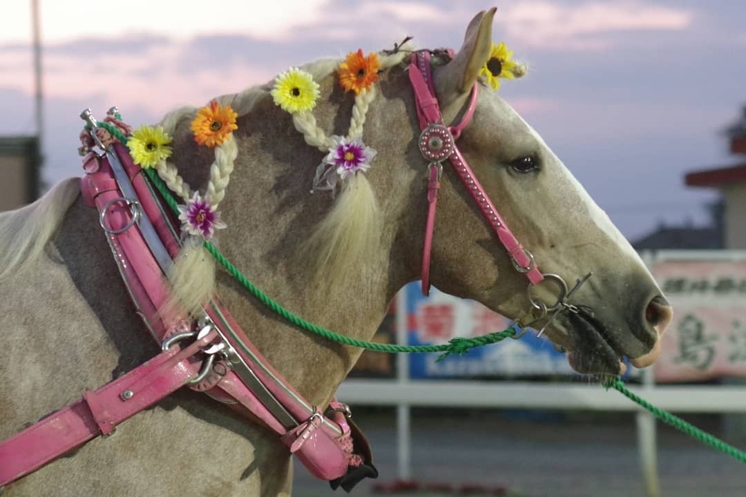 ウマ娘人気はばんえい競馬にも波及 美形でお洒落な ばん馬 たちの魅力とは まいどなニュース