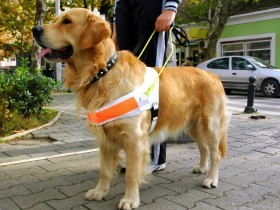 救急車「盲導犬は同乗できない」と誤って回答　指摘受けて訂正