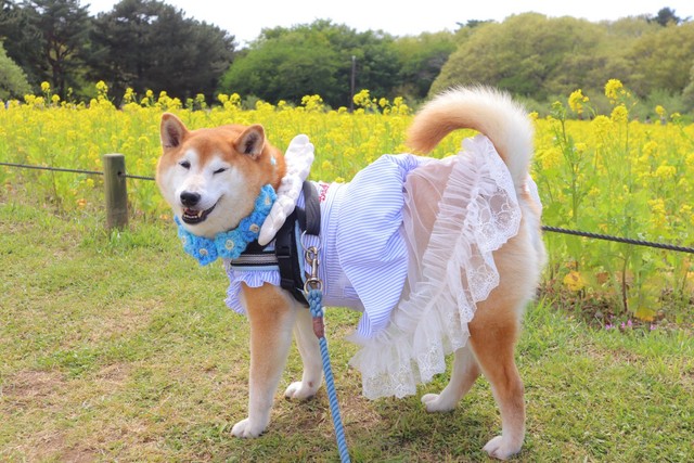 おめかししてお出かけ先でも素敵な一枚（提供：柴犬ロコさん）