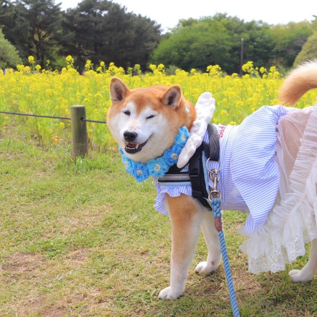 おめかししてお出かけ先でも素敵な一枚（提供：柴犬ロコさん）