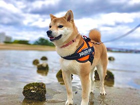 犬生初の海体験　いっぱい走って、ふ～っと一息　柴犬「もち」