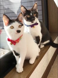 生後4カ月のころの（手前から）シロちゃん、クロくん（画像提供：ぶち猫のシロとクロさん）