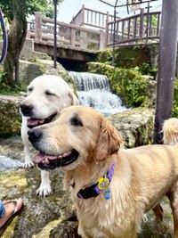 水遊びを楽しむベニーくん（左）とハリーくん（右）（画像提供：ハリーさん）