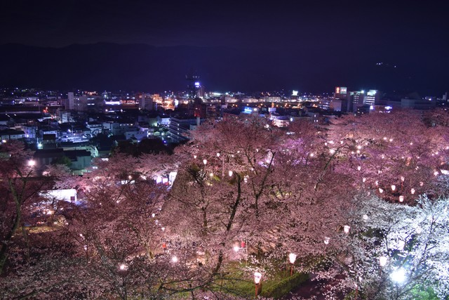 「樹齢100年超のソメイヨシノ」も…城跡にかかる1000本の桜を守る、1年を通した裏方さんの地道な努力と愛情