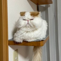 キャットフォークはお気に入り！ のんびりくつろぐもけちゃん（画像提供：もけもけ@エキゾチックロングヘアさん）