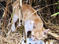 外で暮らしていたキナコくん（画像提供：mmさん）