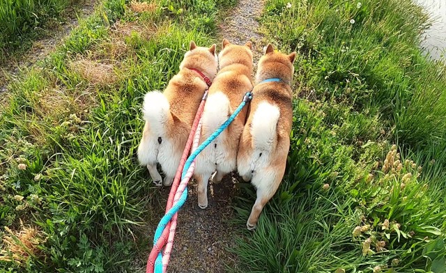 ぎゅうぎゅうになってお散歩する柴犬親子が話題に（マヨネさん提供）