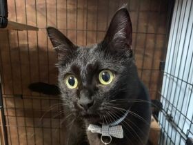 スペシャルご飯が待ち遠しい！　誕生日でおねだり中のミックス「クロッコ」