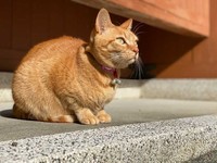 パパが可愛く撮ってくれたにゃ