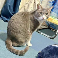 飼い主さんをじっと見つめるソラくん（画像提供：ガウンゼル・チョルサー＝まっちゃこさん）