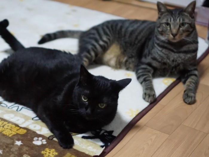 年の差カップルなのさ