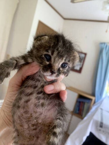 ６月初旬、１週齢で保護委託を受けたのーとくん（仮）。10日経つと目がぱっちり