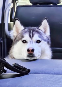 初めての車中泊に興味津々なムイちゃん（画像提供：ムイさん）