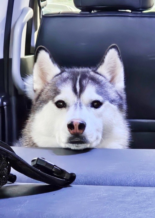 初めての車中泊に興味津々なムイちゃん（画像提供：ムイさん）