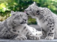 母親アサヒとヒカリちゃんの仲睦まじい親子の姿に和みます（RIKUさん提供）