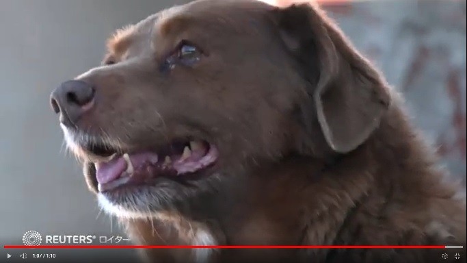 ラフェイロ・ド・アレンテージョ：犬種の特徴と飼い方