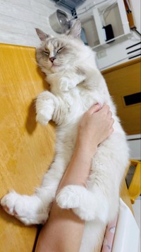 飼い主さんの腕を挟んで寝るのが好きなピノちゃん（提供：ピノさん）