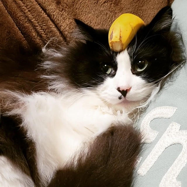 いたずらされちゃった＝eme.rafさん提供