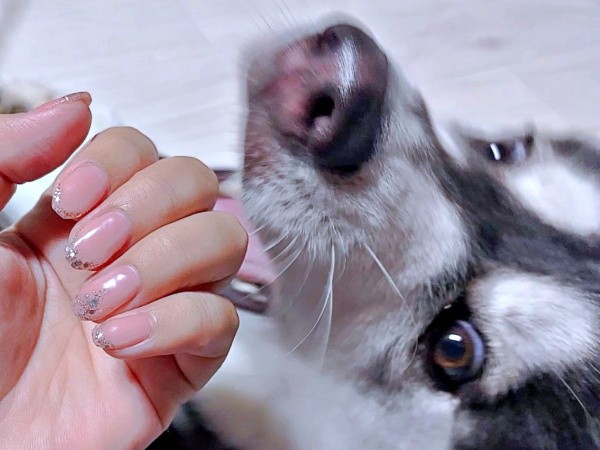 おとびくん（画像提供：「何してるの？」 くるっと振り返ったおとびくんとネイルがジャストフィット！おとびくん（画像提供：おとび シベリアンハスキー（カイヌシ：