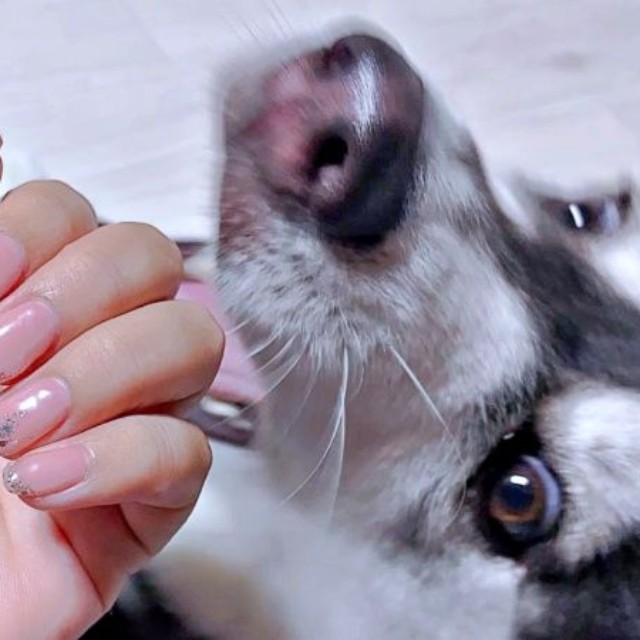 おとびくん（画像提供：「何してるの？」 くるっと振り返ったおとびくんとネイルがジャストフィット！おとびくん（画像提供：おとび シベリアンハスキー（カイヌシ：