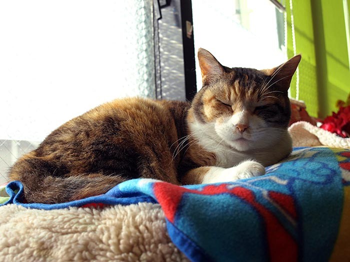 窓辺のベッドがケイのお気に入りの場所