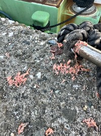 余ったエサも（けいさん提供）