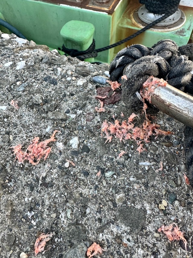 余ったエサも（けいさん提供）