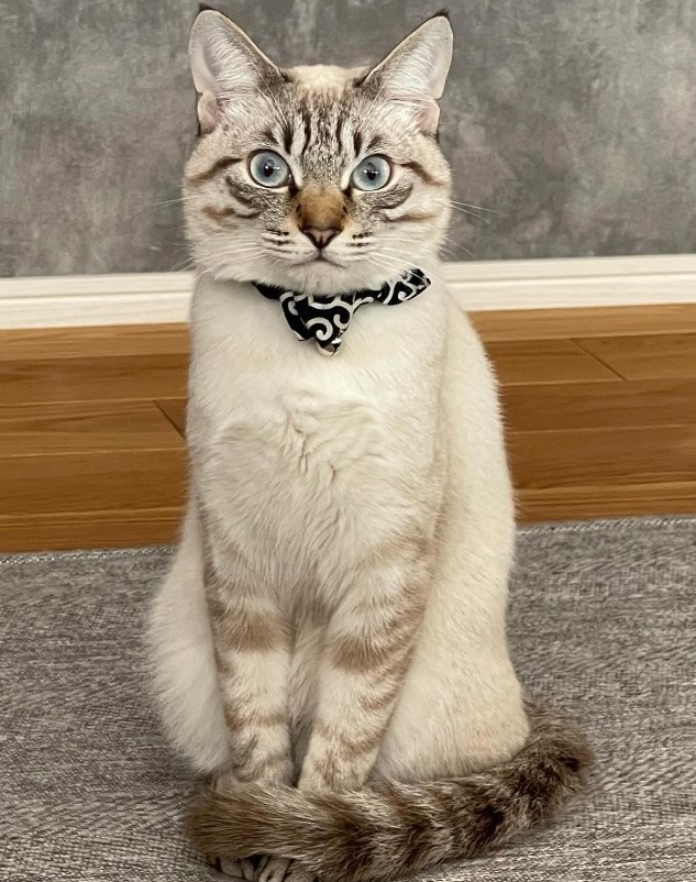 ”犯ニャン”はぼくです…ごめんにゃさい（soranohiさん提供、Instagramよりキャプチャ撮影）