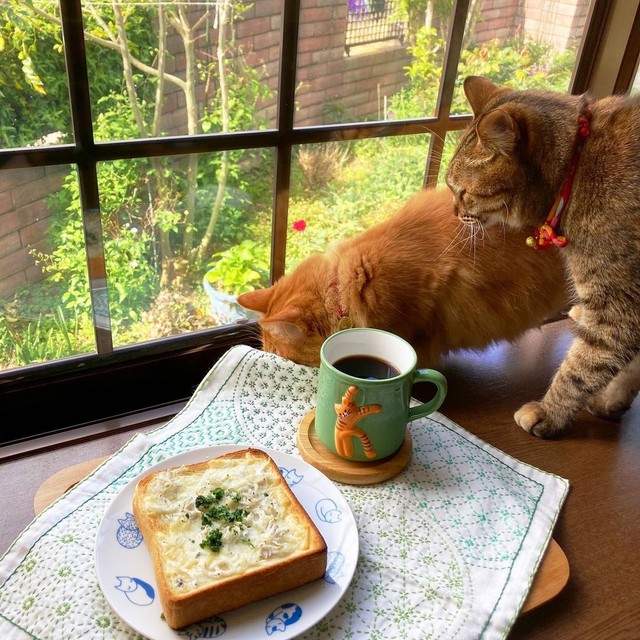 ２匹目に迎えたこまめちゃん（茶トラ）と