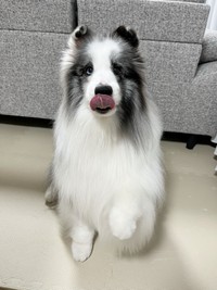 舌ペロでお手、をするシャロくん（画像提供：シャロかわさん）