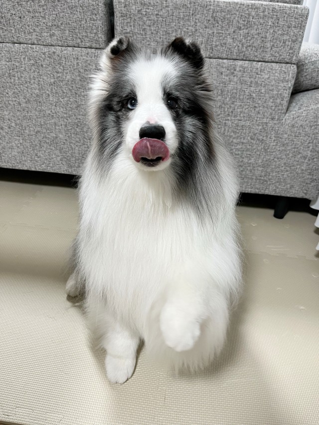 舌ペロでお手、をするシャロくん（画像提供：シャロかわさん）