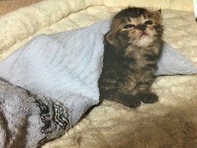 町工場の犬がくわえて来た子猫　従業員に引き取られ「ワル」に