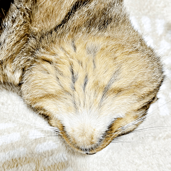 「これがアゴの裏側」 へそ天ですやすや眠るまめたろうくん（画像提供：ねこじま まめたろうさん）