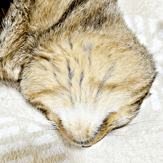 「これがアゴの裏側」 へそ天ですやすや眠るまめたろうくん（画像提供：ねこじま まめたろうさん）