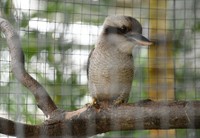 新入りのワライカワセミ。理想の笑い声が聞ける日はいつだろうか＝4月、松江フォーゲルパーク