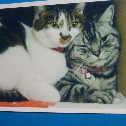 箱に入って遊ぶミントとはな（京子さん提供）