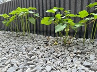 約40日後。順調に育っていますが、まだ背も低く、幹も華奢です（みかんぼーやさんXより）
