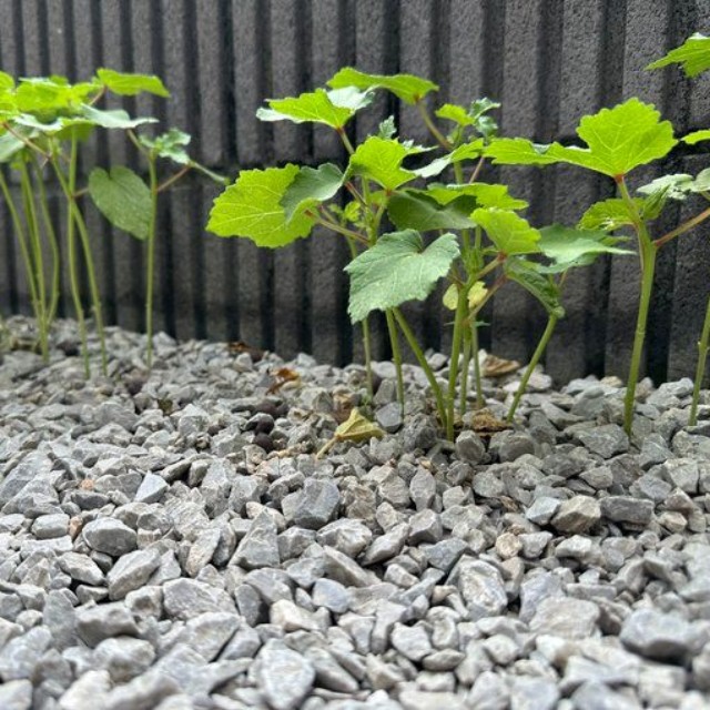 約40日後。順調に育っていますが、まだ背も低く、幹も華奢です（みかんぼーやさんXより）