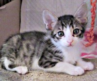 お迎え2日目、すっかりお顔がきれいになったくうちゃん（画像提供：Ｙさん）